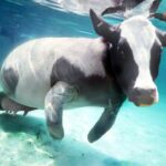 ФОТО: Рыба бык 24 Супермодель Карли Клосс
