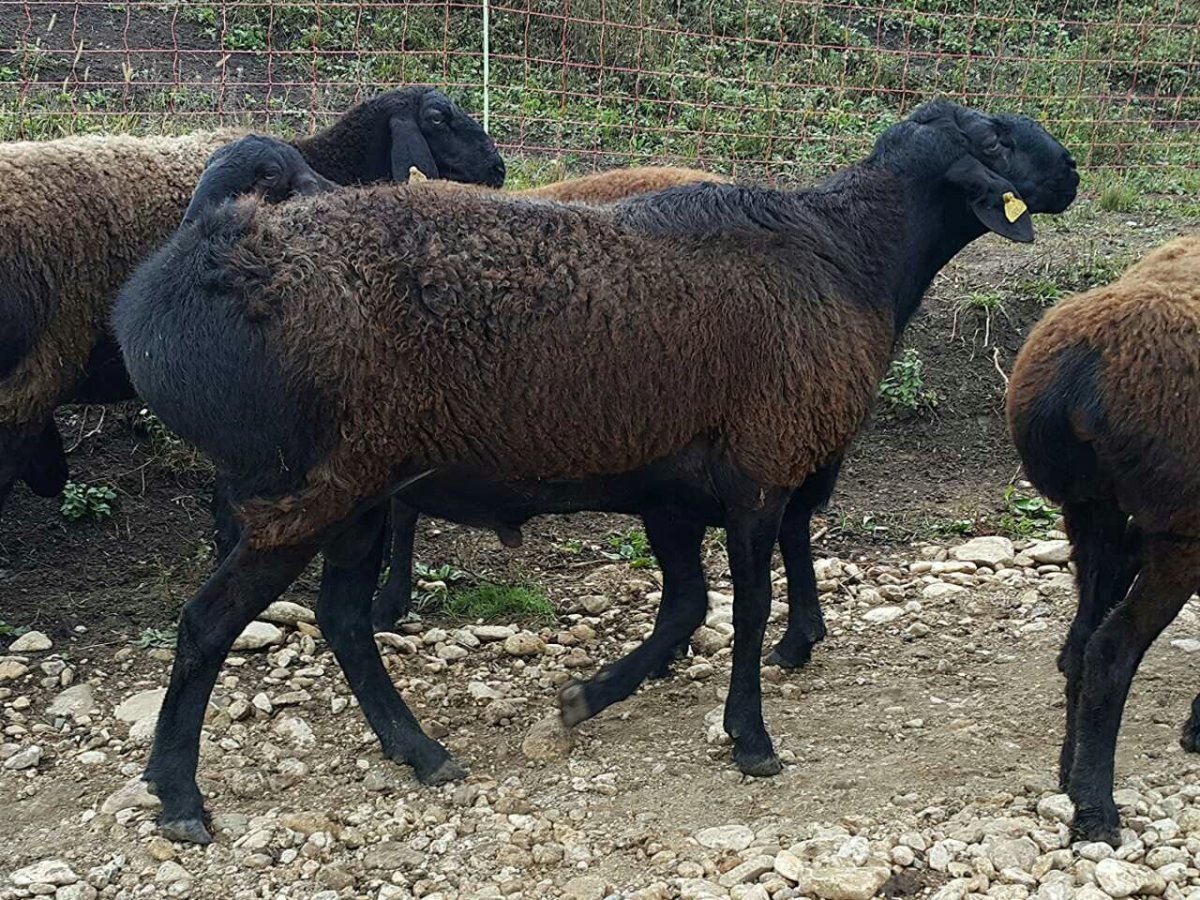ФОТО: Курдючные породы овец 8