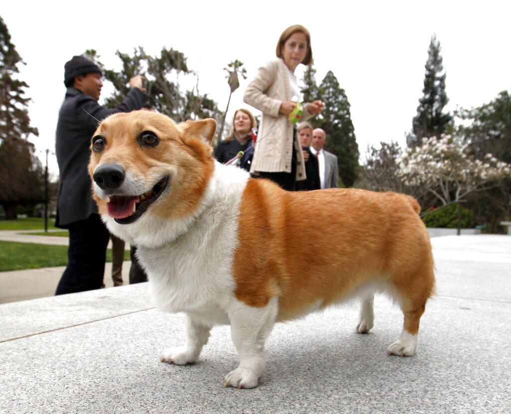 ФОТО: Собака славы мэрлоу 1