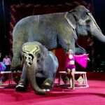 Слон в цирке - фото и картинки 80