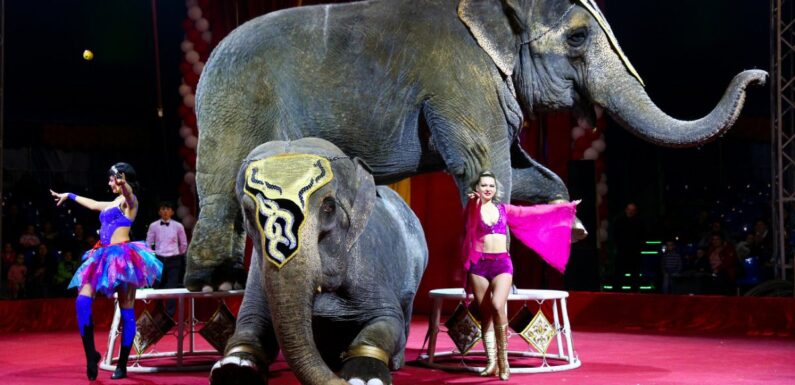 ФОТО: Слон в цирке