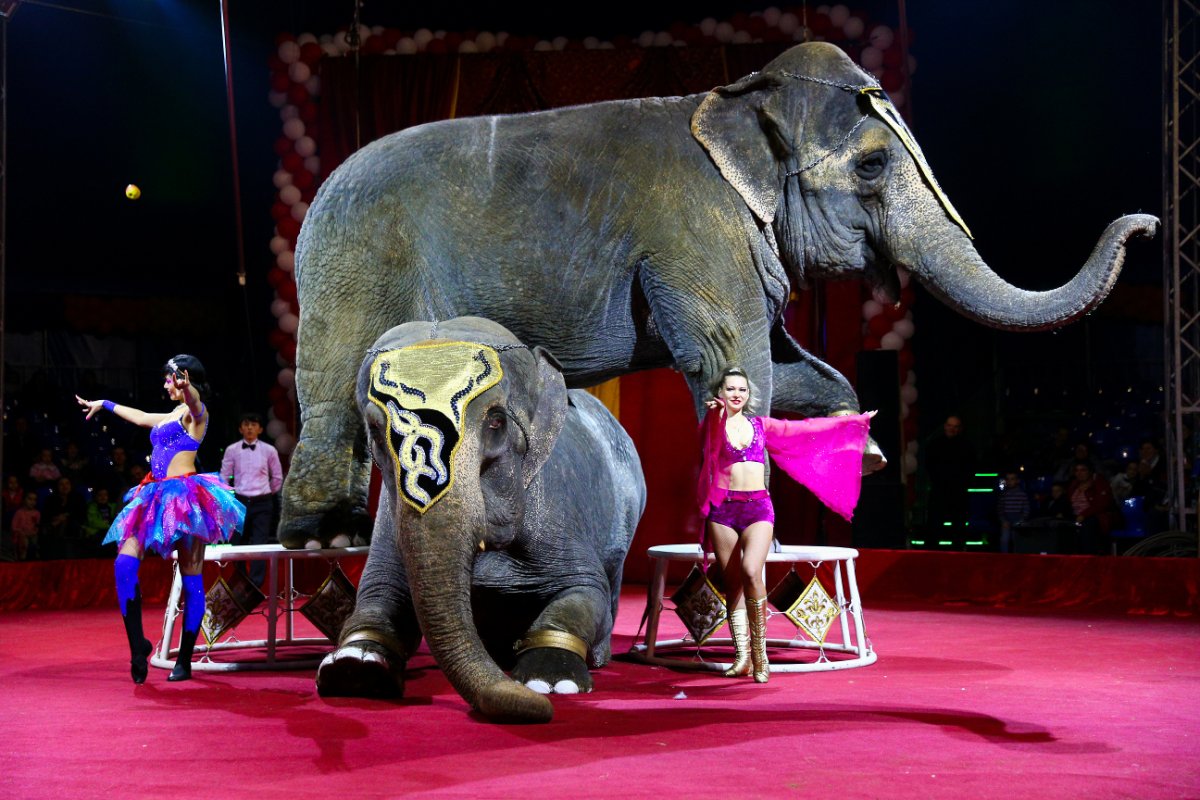 ФОТО: Слон в цирке 1