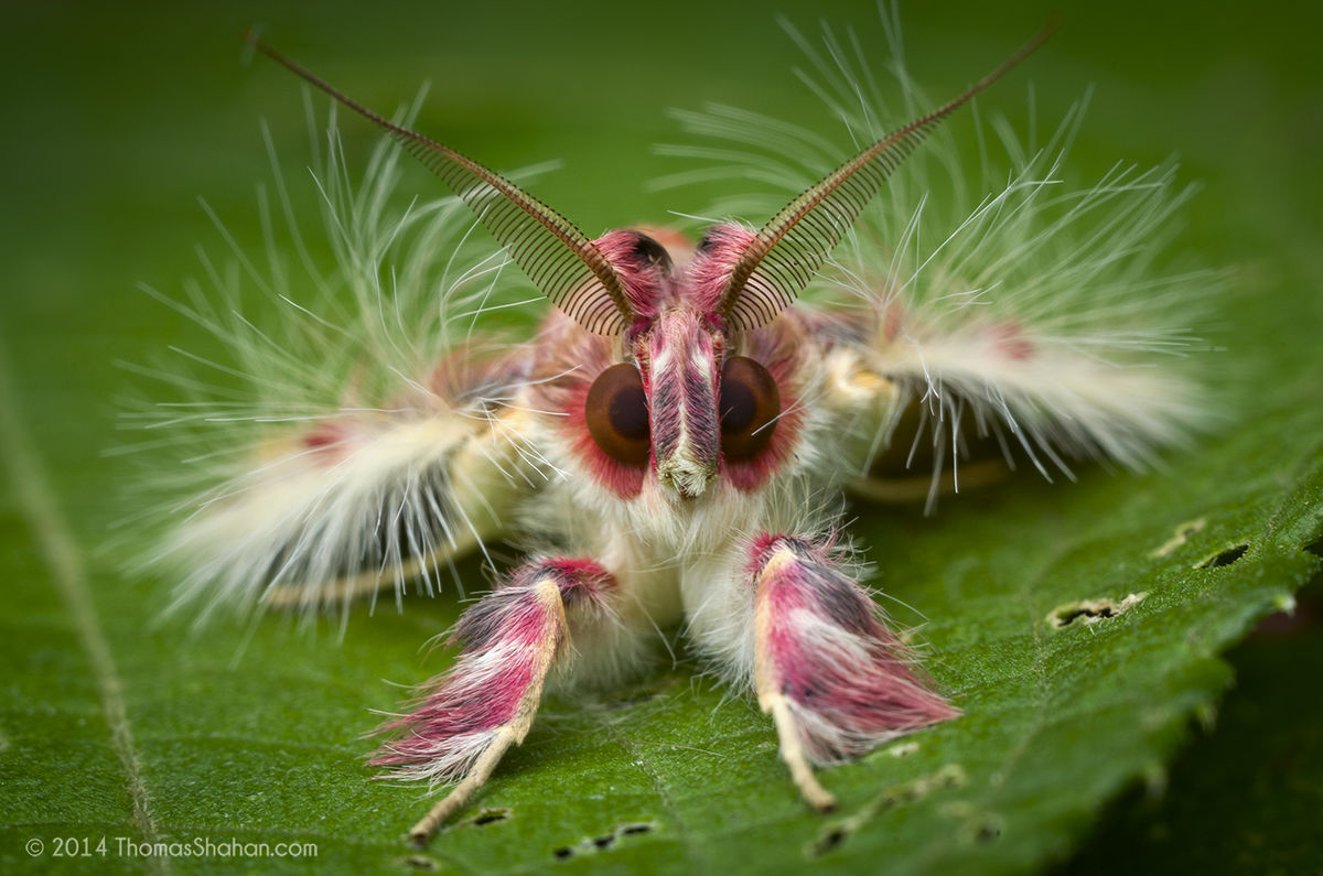 ФОТО: Самые страшные насекомые 10