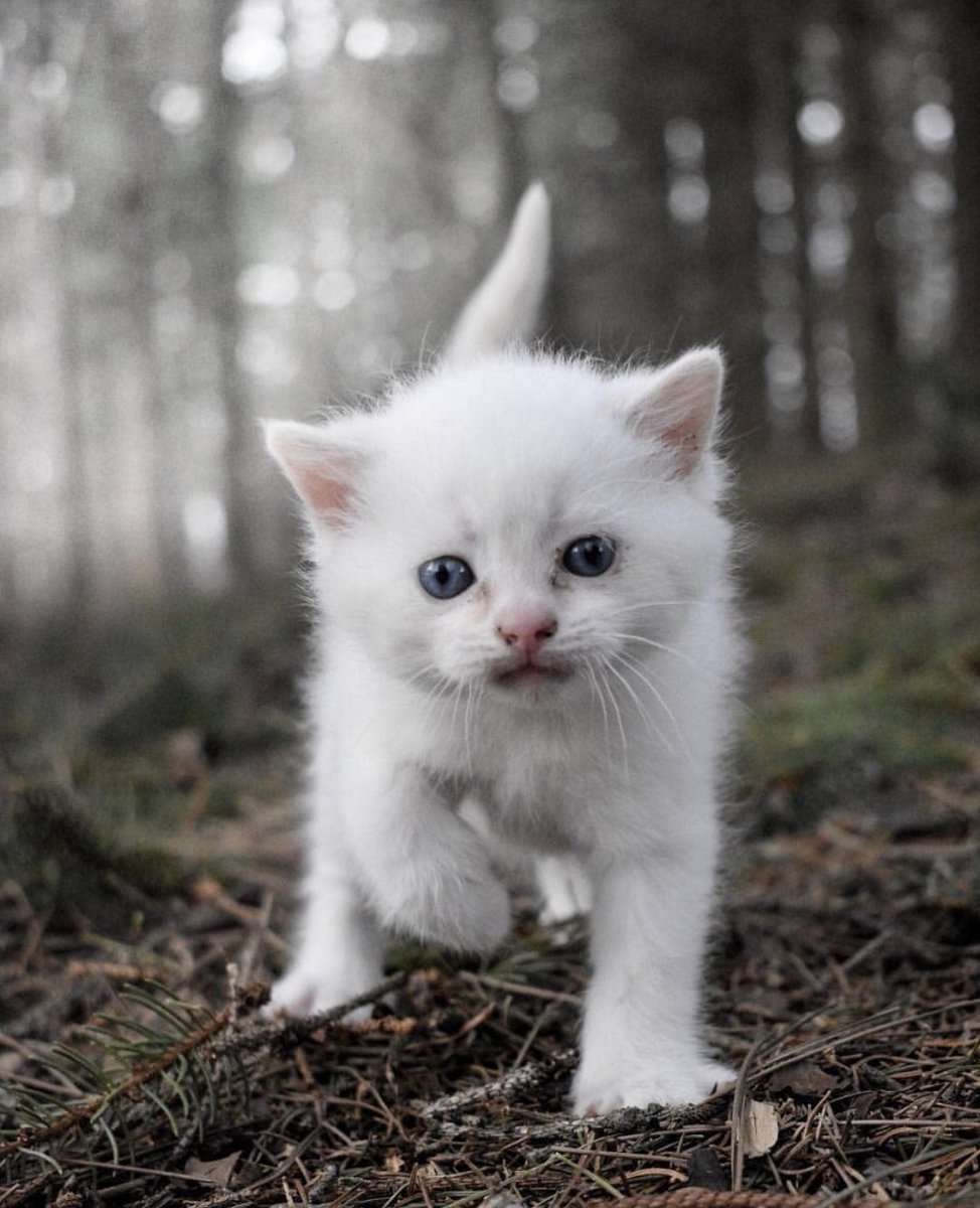 ФОТО: Маленький белый котенок 4