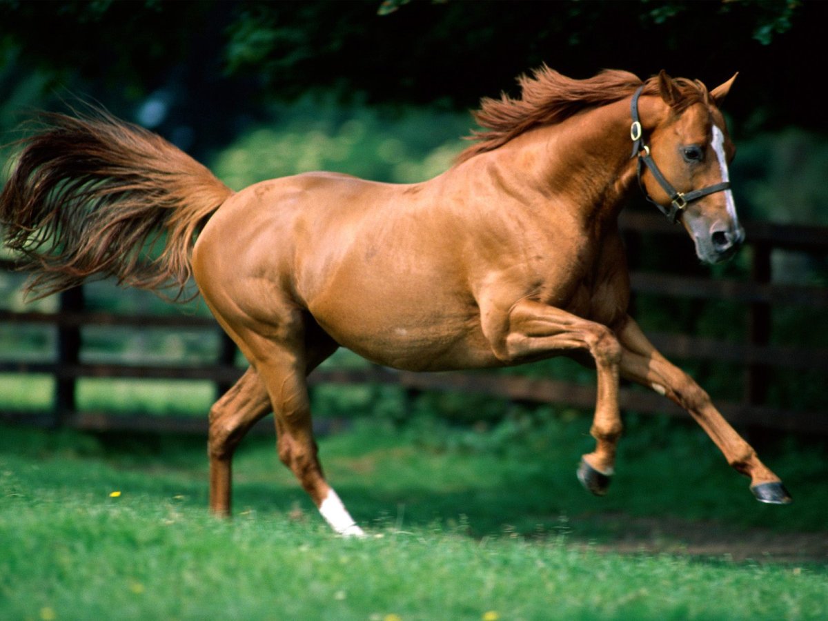 ФОТО: Каурая лошадь 2