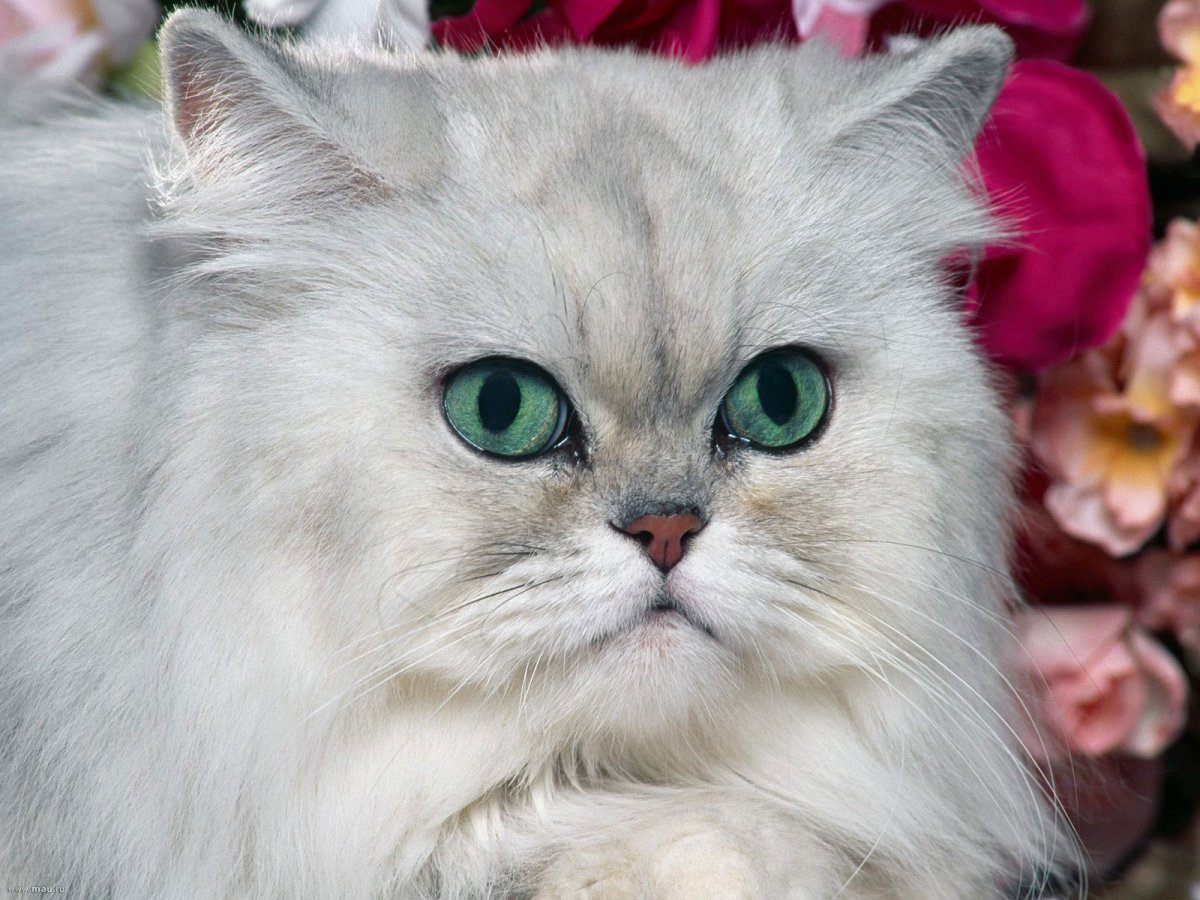 ФОТО: Персидский кот 10
