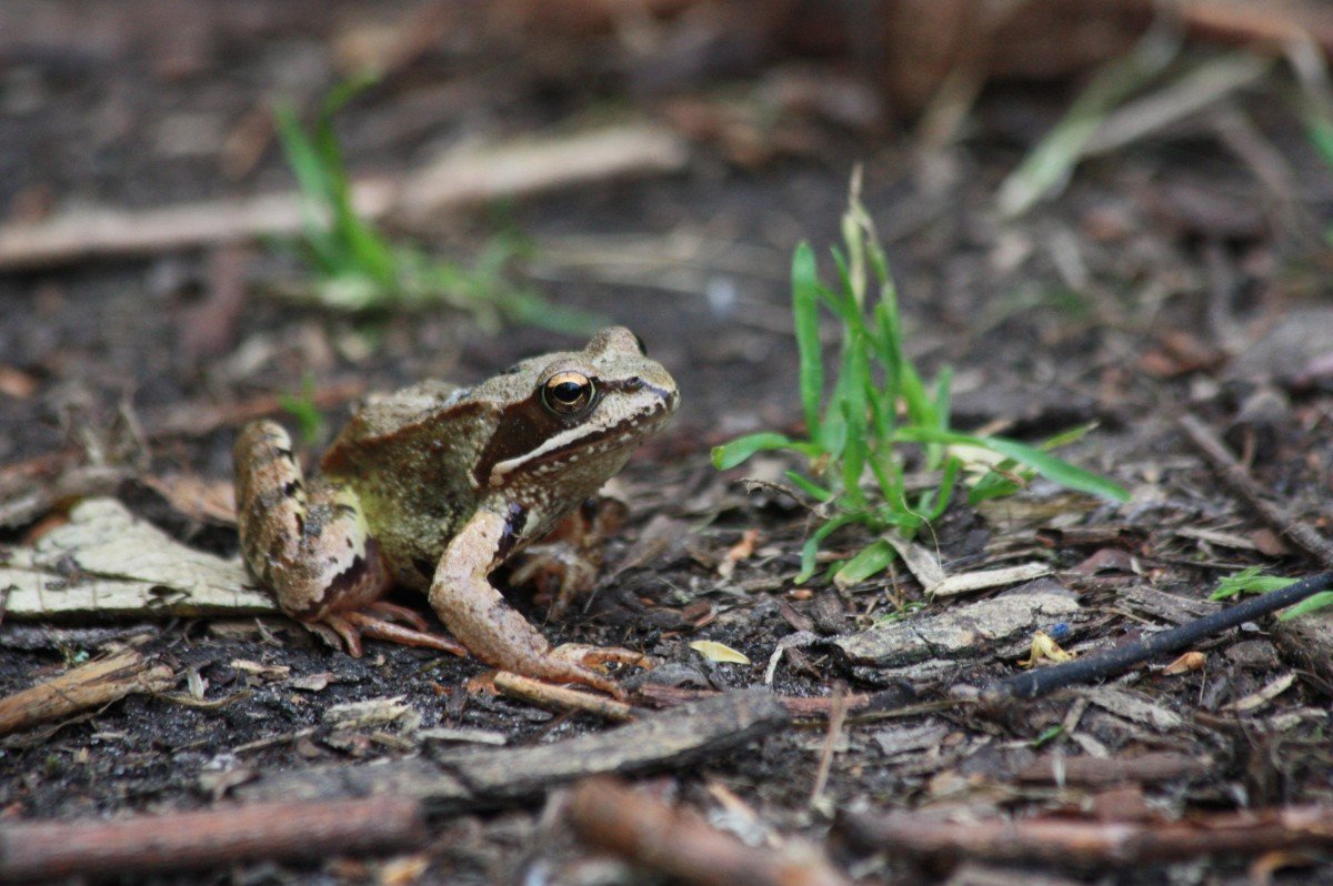ФОТО: Земляная жаба 2