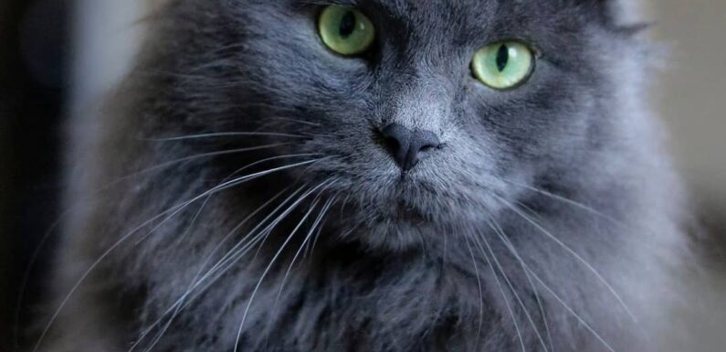 ФОТО: Порода кошек нибелунг