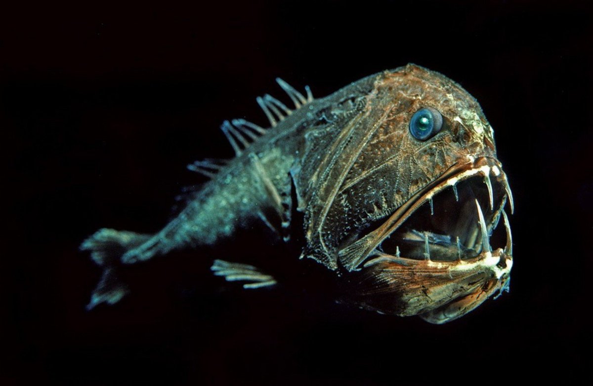 ФОТО: Глубоководные рыбы монстры 6