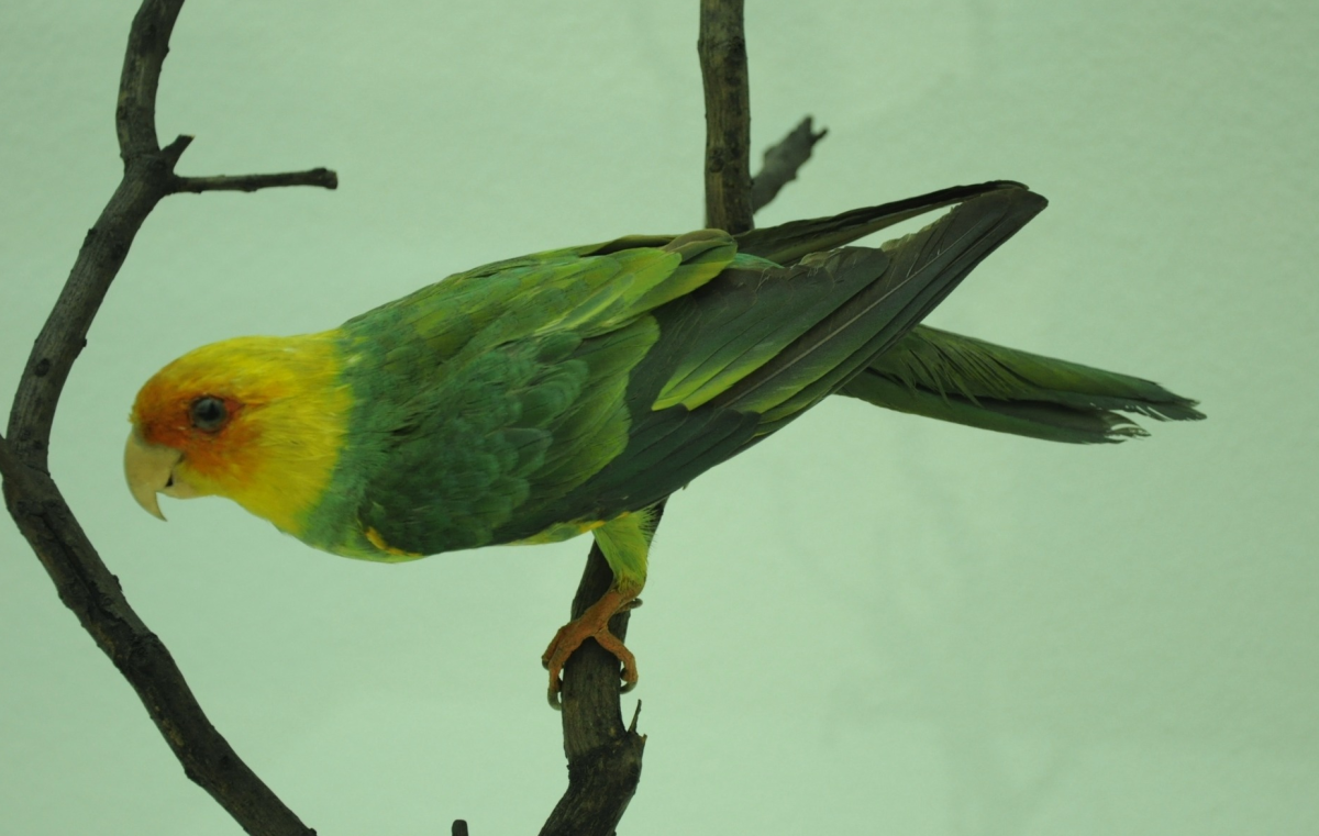ФОТО: Каролинский попугай 7