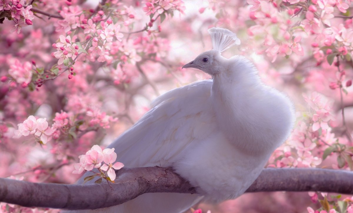 ФОТО: Розовый голубь 2