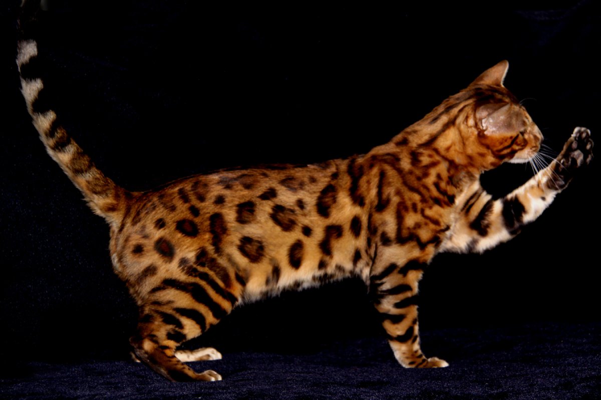 ФОТО: Кот бенгальской породы 10