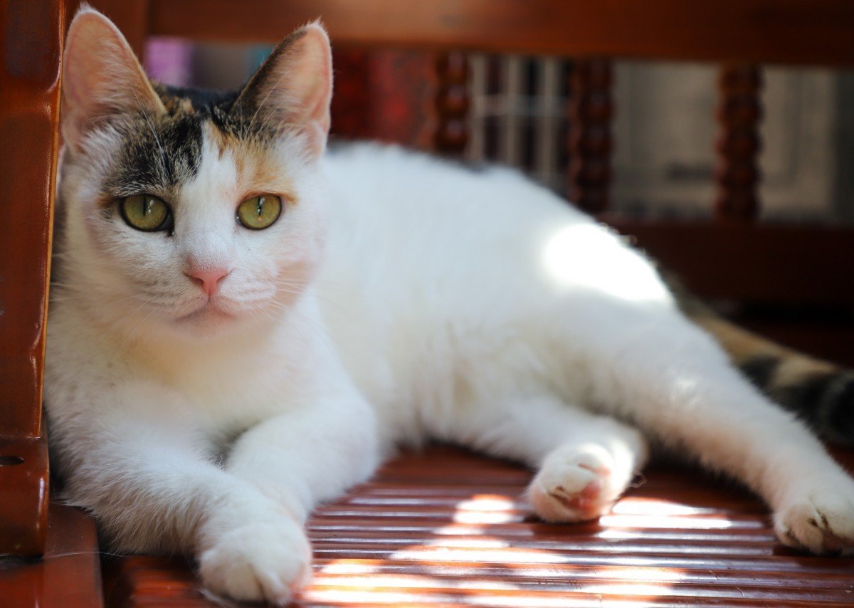 ФОТО: Бразильская короткошерстная кошка 3
