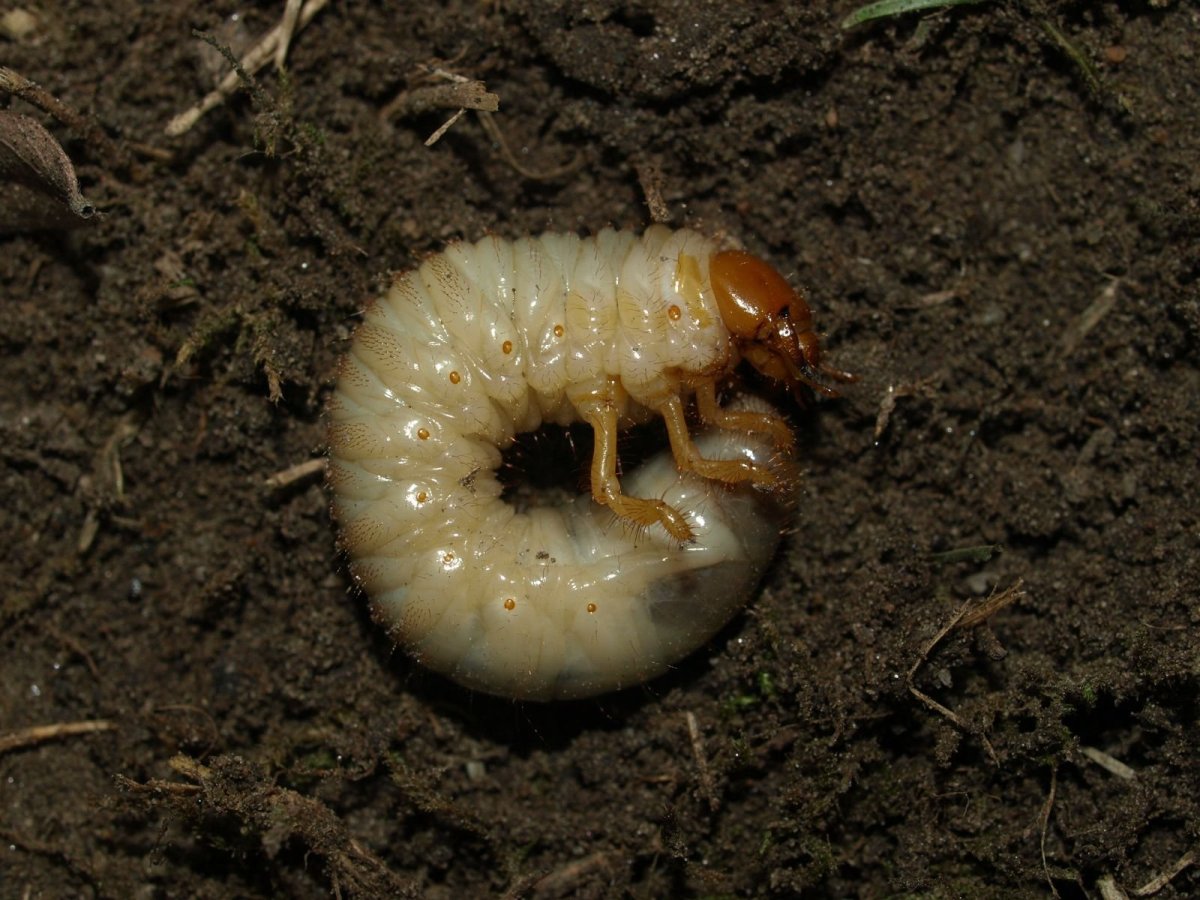 ФОТО: Личинка майского жука 2