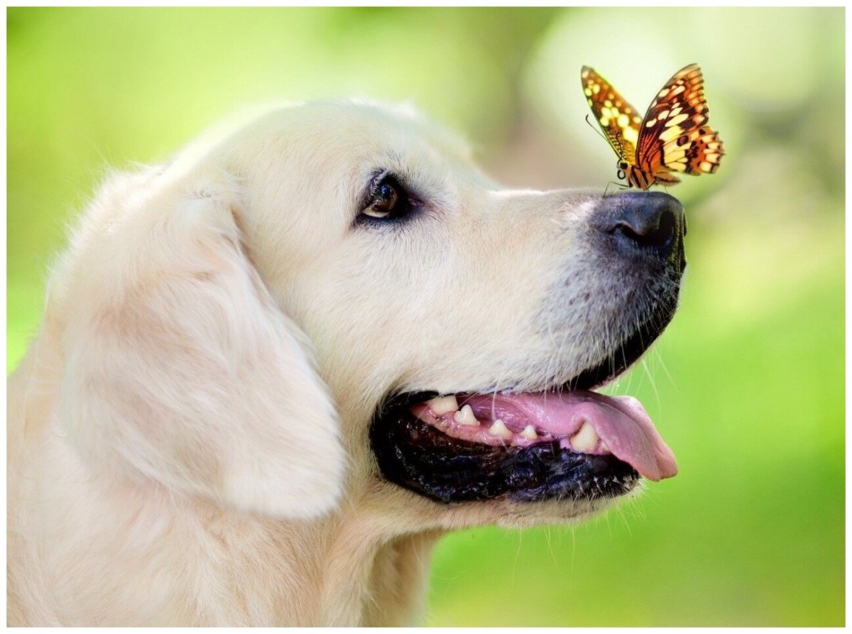 Собака с бабочкой на носу (ФОТО) 6