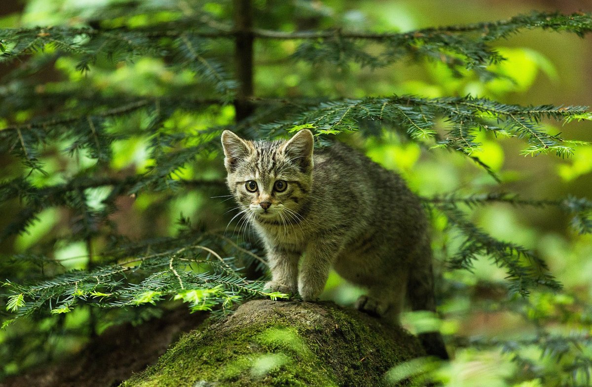 ФОТО: Лесной дикий кот 4