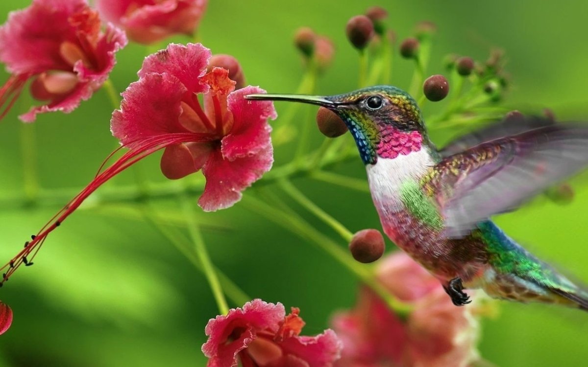 ФОТО: Райская птица цветок 8