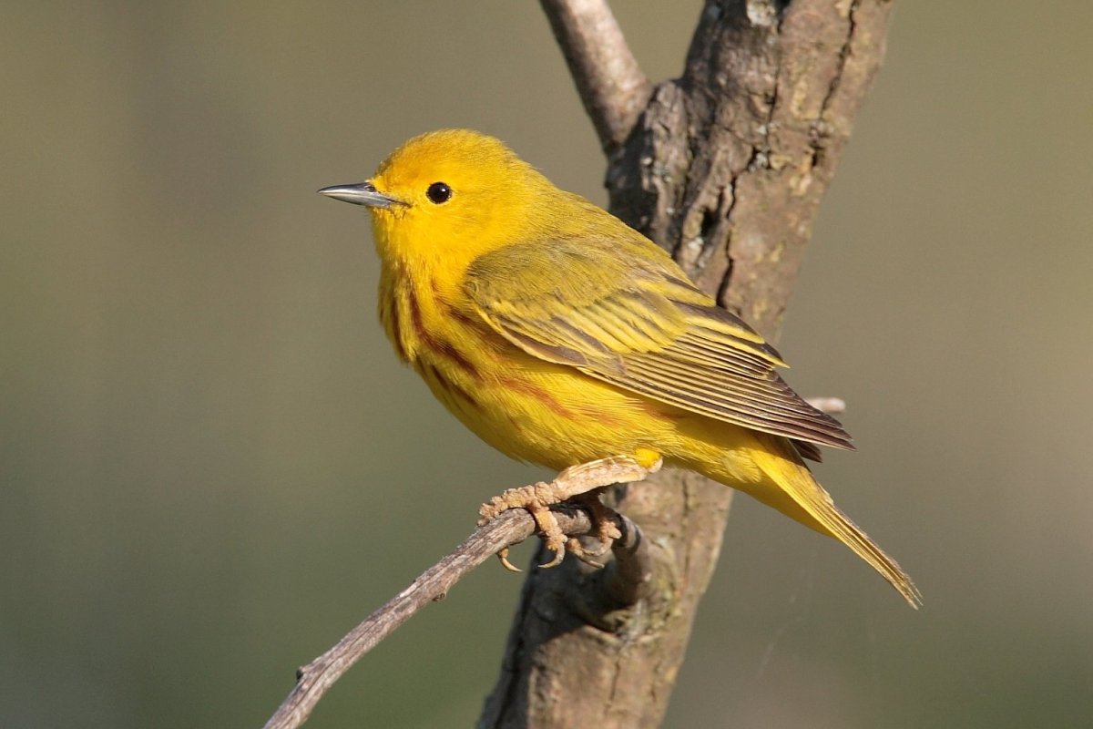 ФОТО: Желтая птичка 3