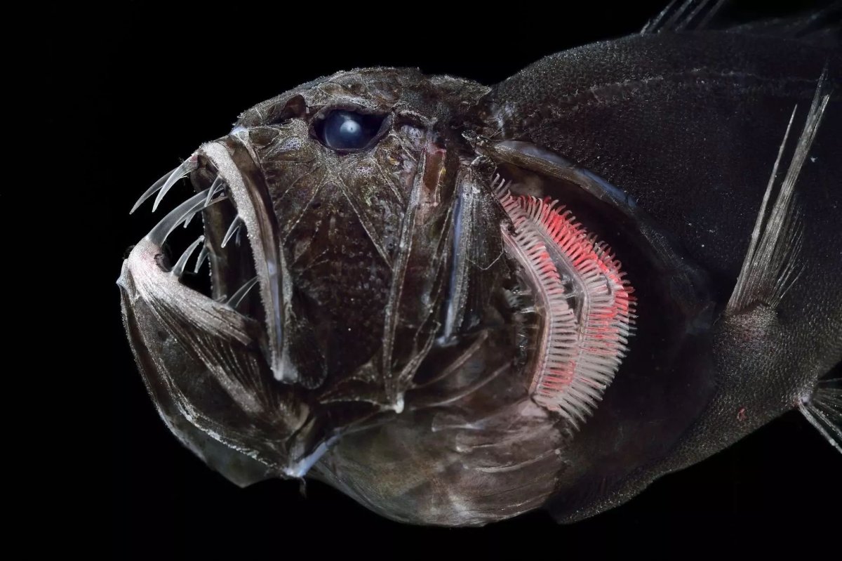 ФОТО: Глубоководные рыбы монстры 3