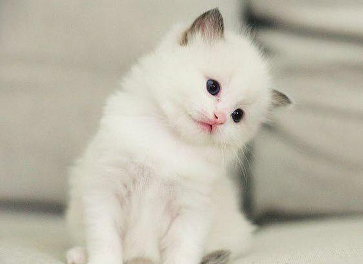 ФОТО: Маленький белый котенок 3