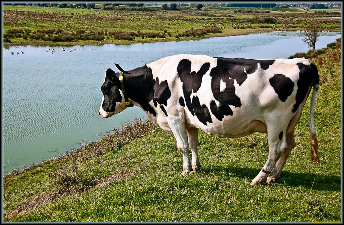 ФОТО: Дойная корова - кормилица 2