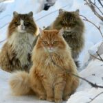 ФОТО: Сибирские коты 21 рейтинг электросамокатовтов