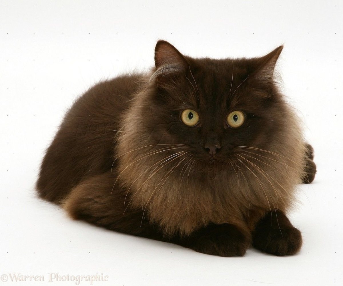 ФОТО: Йоркская шоколадная кошка 6