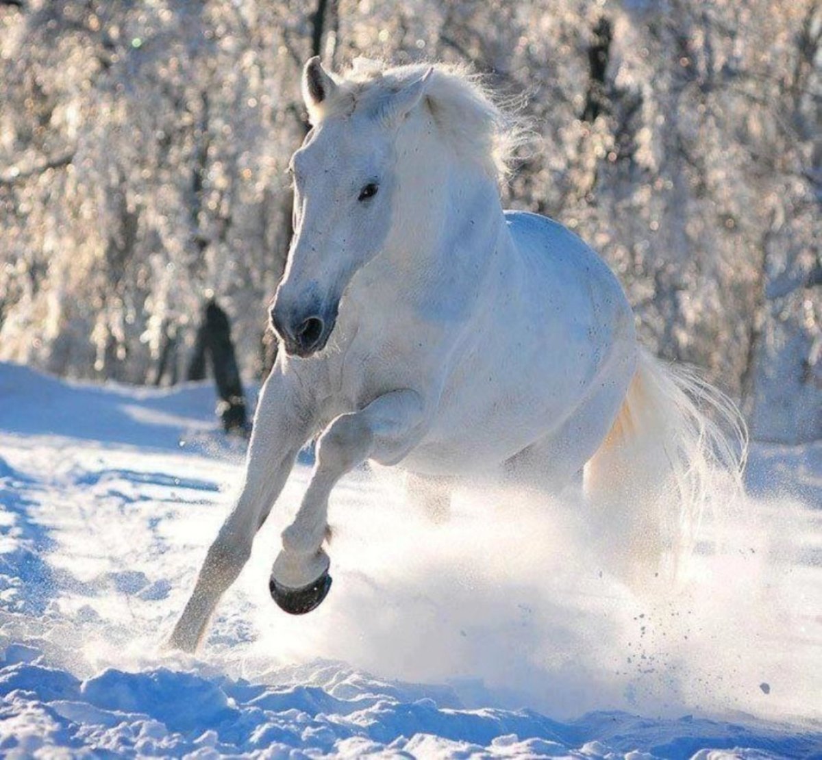 ФОТО: Три белых коня 10