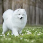ФОТО: Большая белая пушистая собака 19 фото