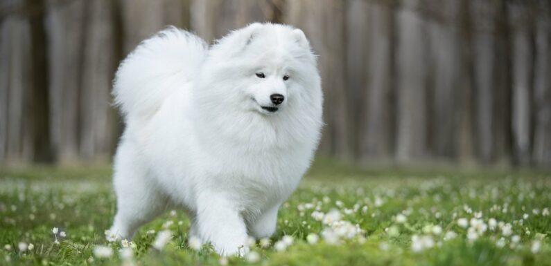ФОТО: Большая белая пушистая собака