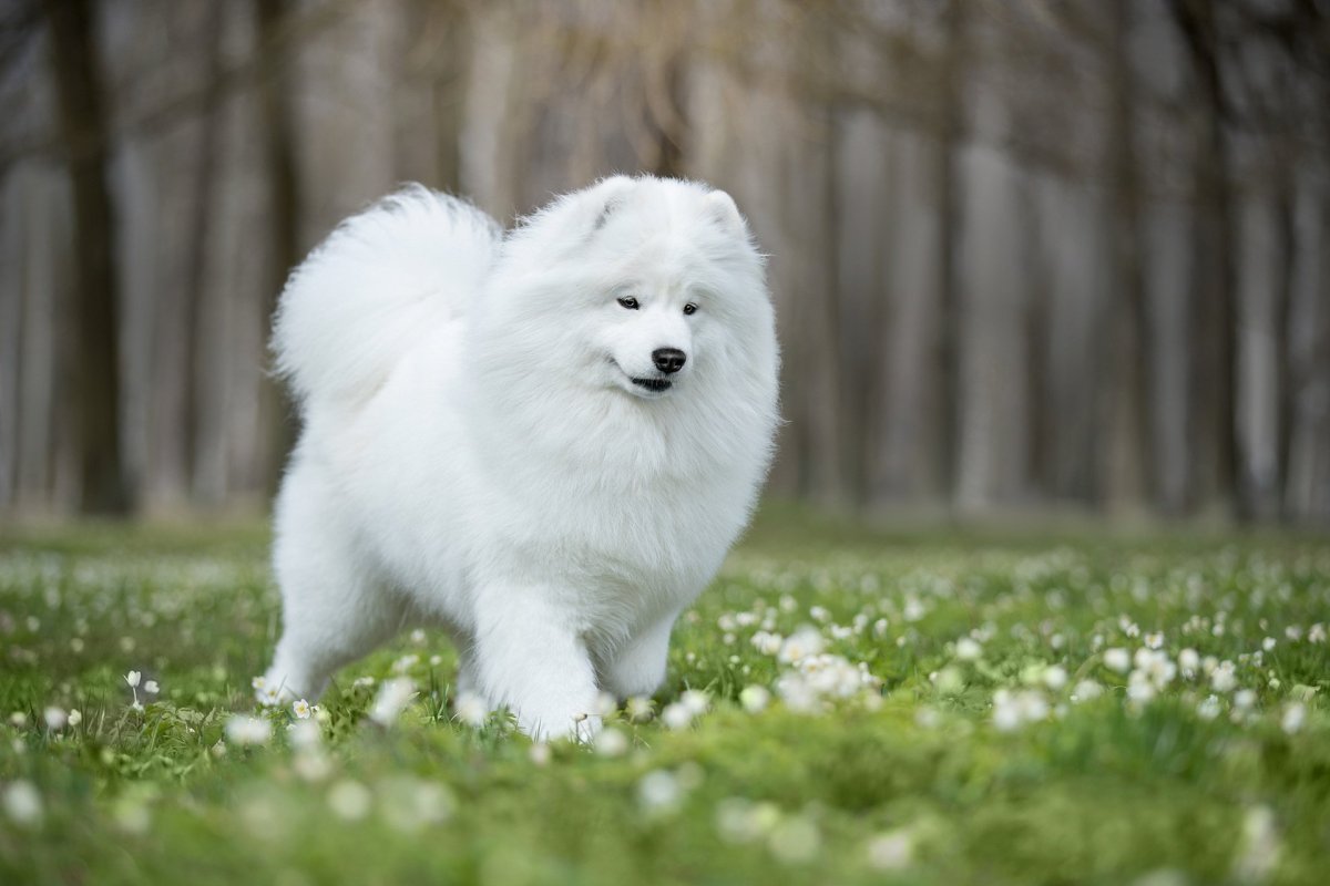 ФОТО: Большая белая пушистая собака 1