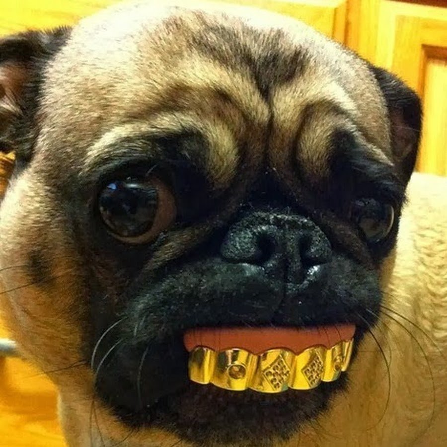 ФОТО: Собака с золотыми зубами 1