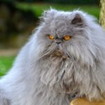 Персидский кот - яркие фотографии 12 достопримечательности