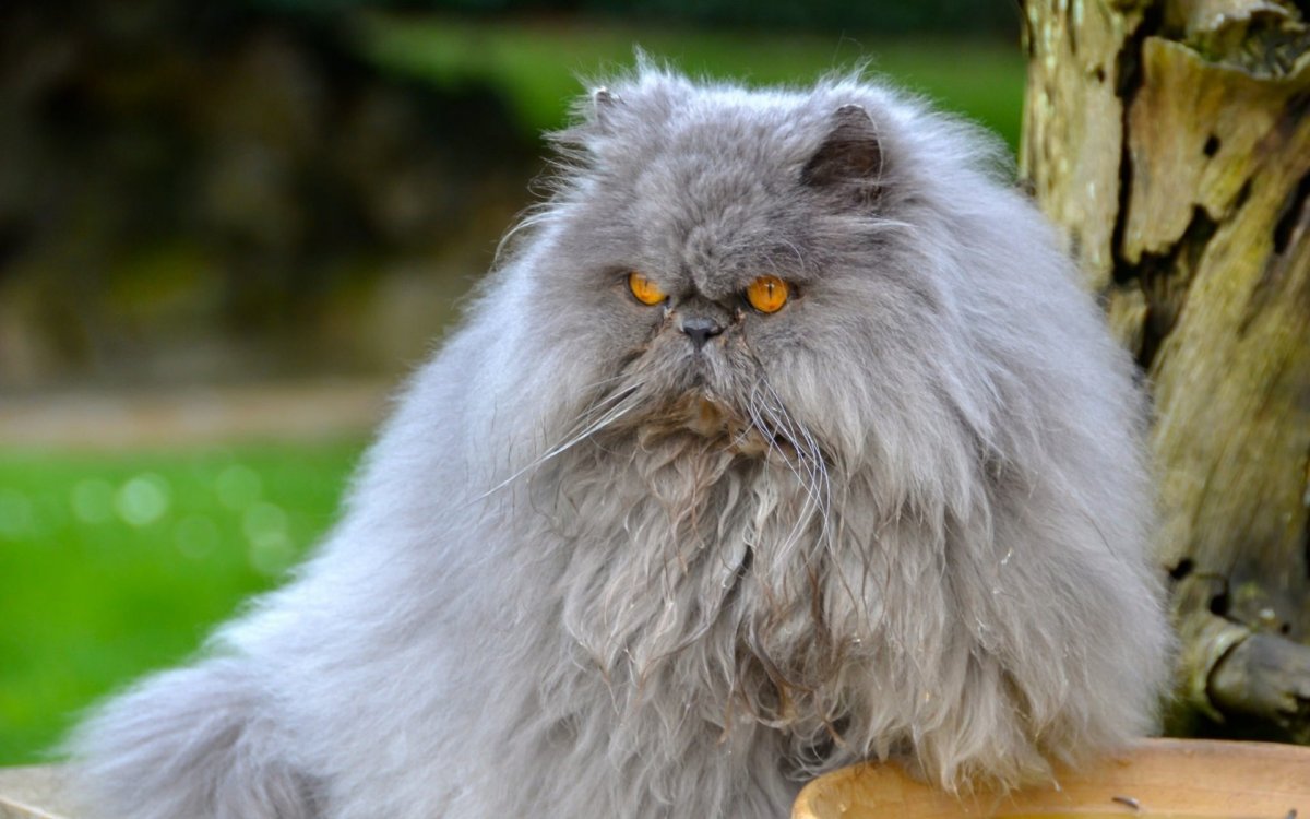 ФОТО: Персидский кот 1