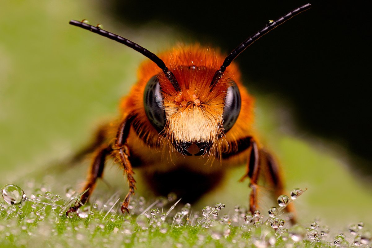 ФОТО: Виды насекомых 9
