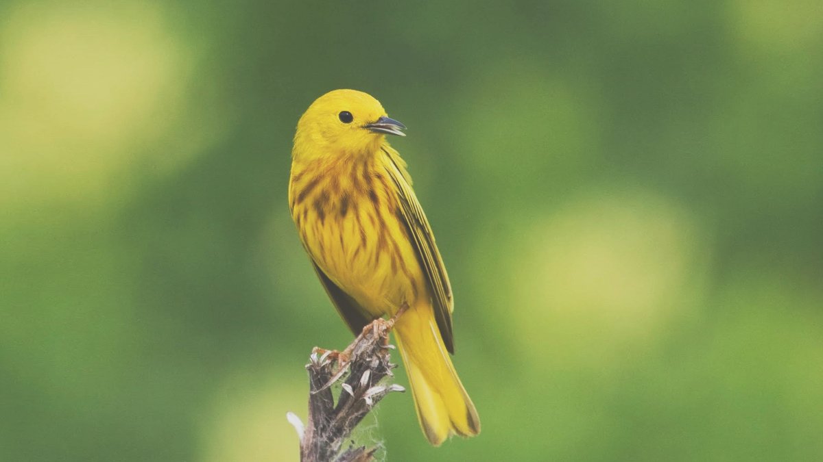 ФОТО: Желтая птичка 7