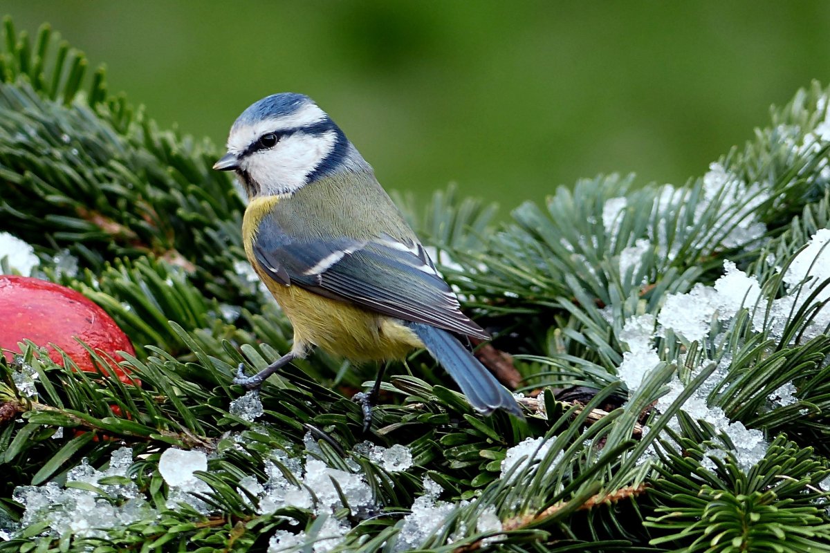 ФОТО: Зимующие птицы 9