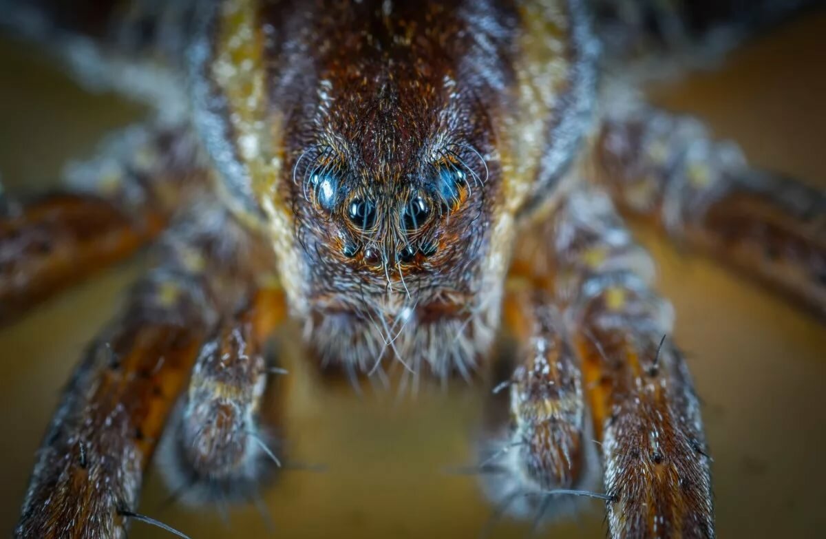 ФОТО: Самые страшные пауки 8