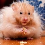 ФОТО: Кудрявые крысы 6 Как ускорить метаболизм