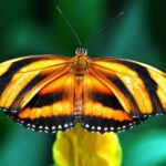 ФОТО: Виды бабочек 14 серьги
