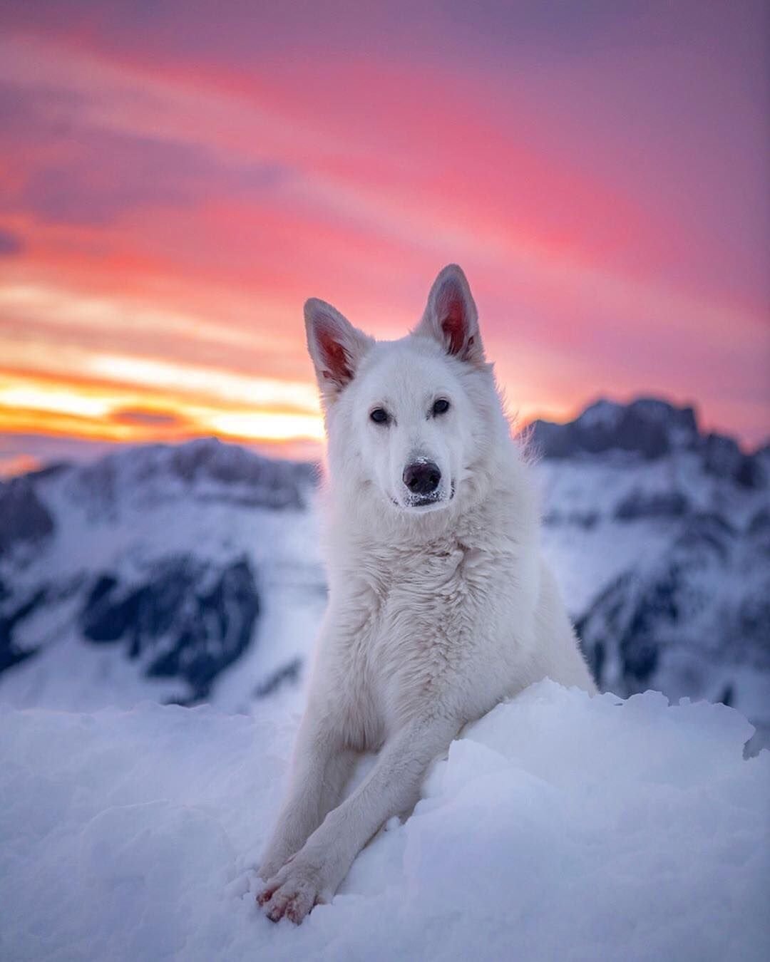 ФОТО: Белая швейцарская овчарка 8