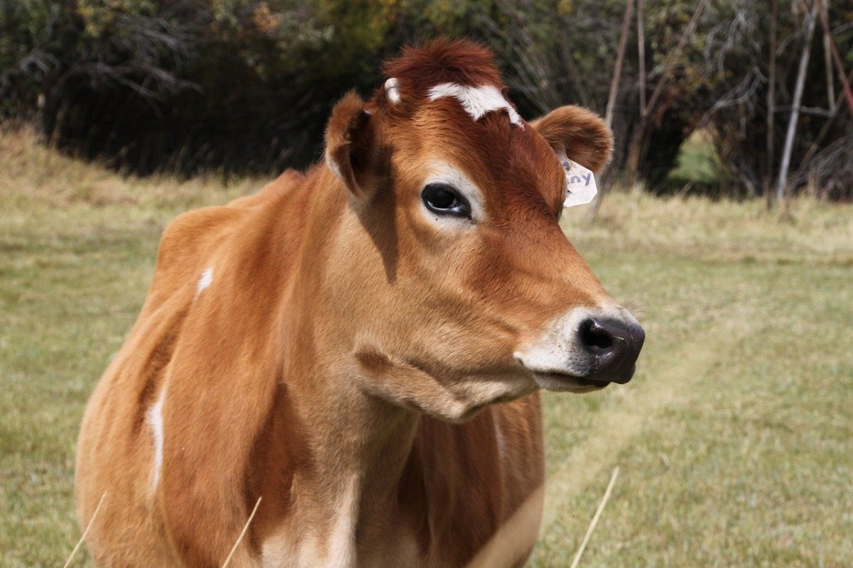 ФОТО: Порода коров джерси 5