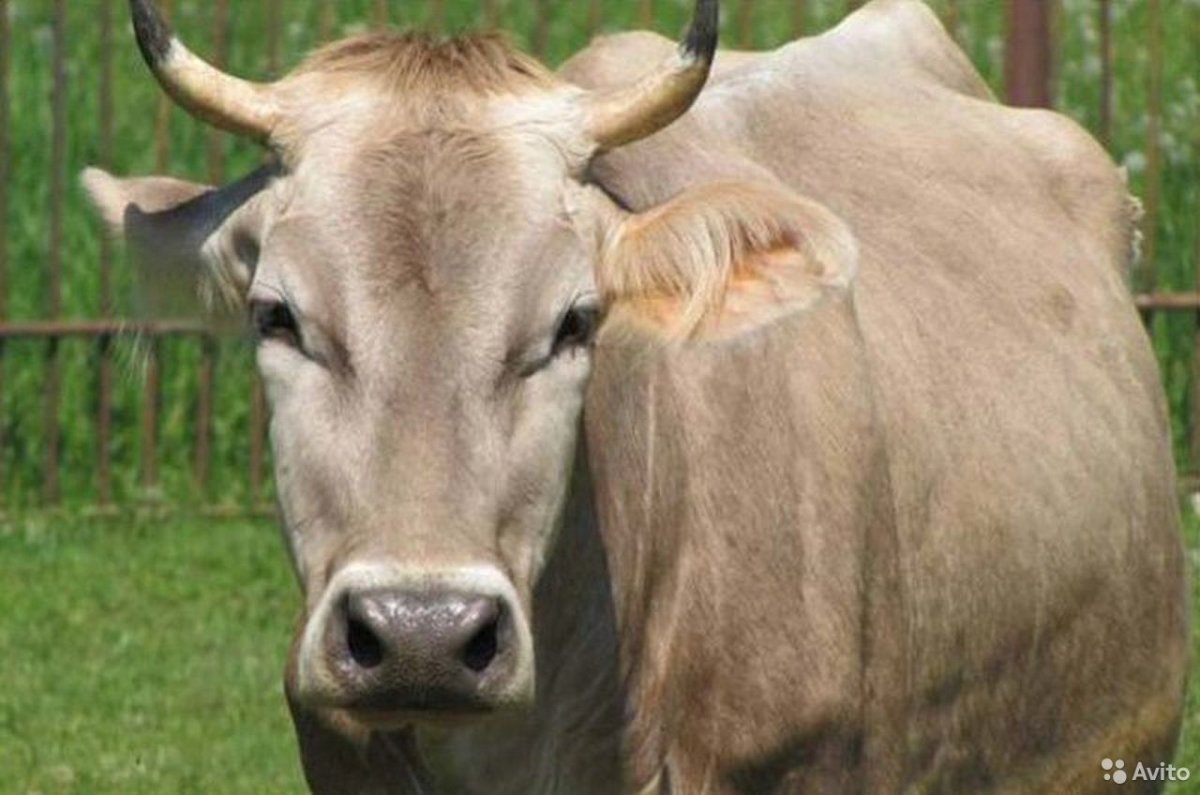 ФОТО: Костромская порода коров 2