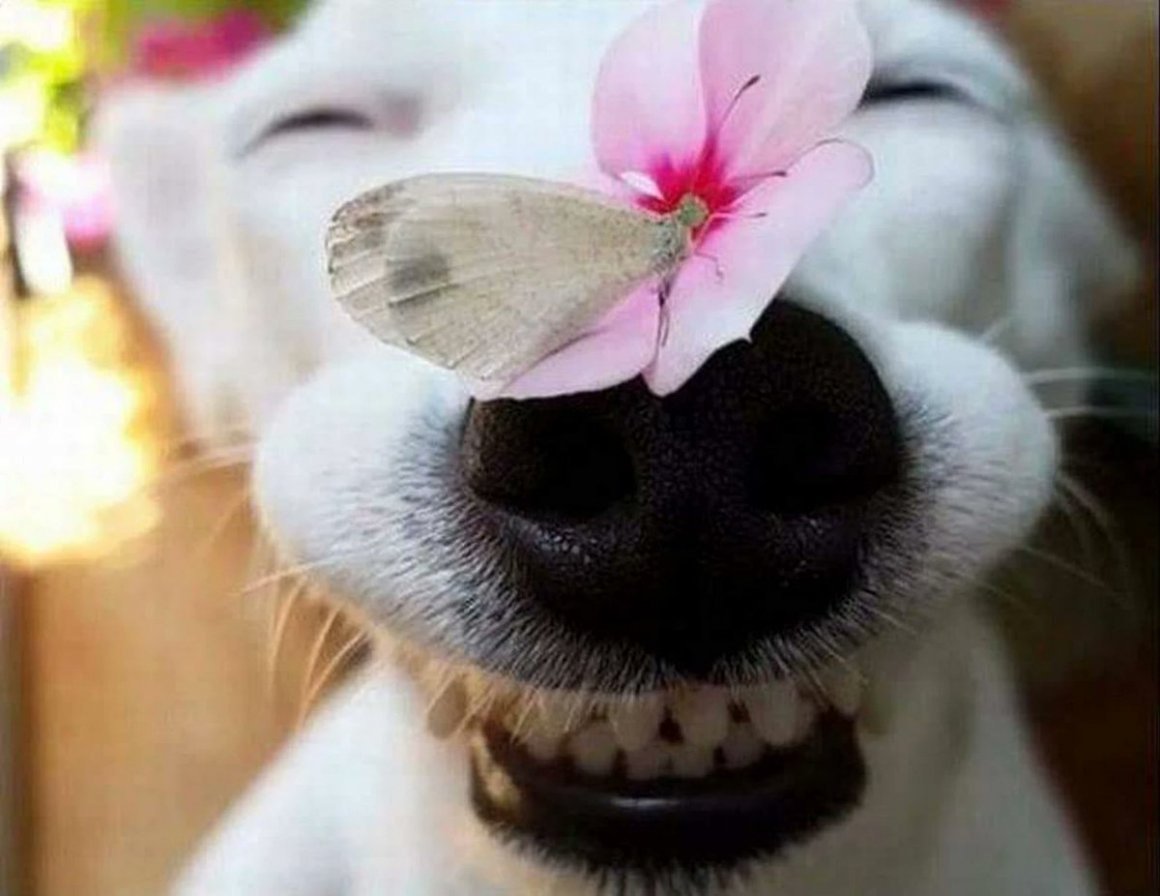 Собака с бабочкой на носу (ФОТО) 3