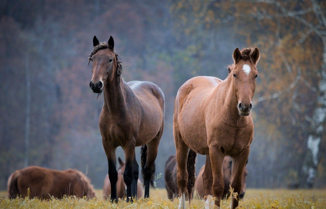 ФОТО: Башкирская порода лошадей 3