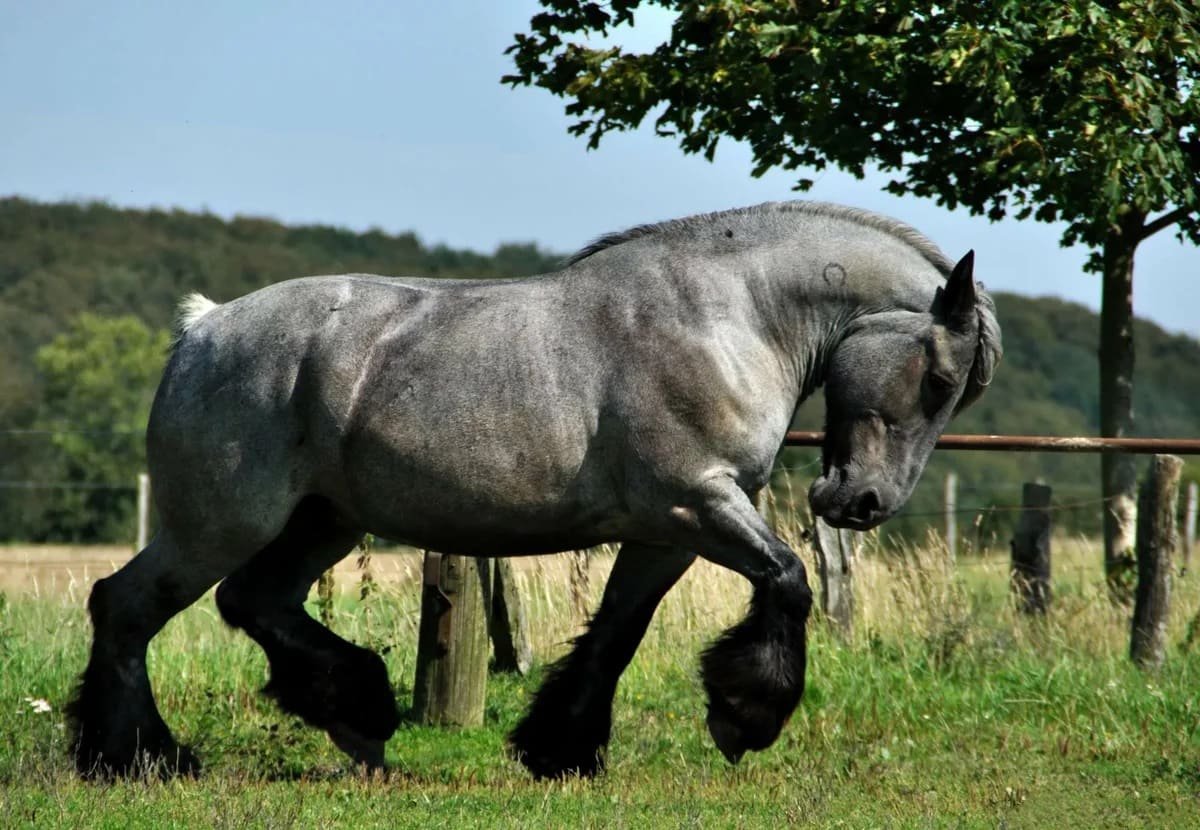 ФОТО: Голландская Ломовая лошадь 10