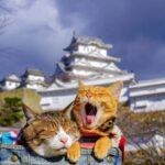 ФОТО: Коты в японии 61