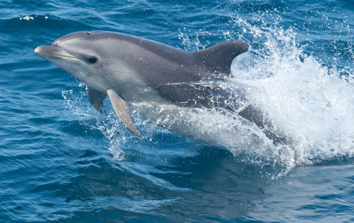 ФОТО: Дельфины черного моря 9
