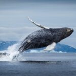 ФОТО: Гренландский кит 17