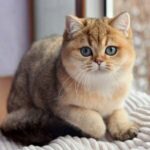 Кошка золотая шиншилла - как выглядит 30 открытки